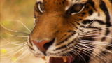 Maneaters: Tigers