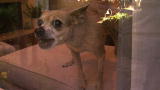 Bad Dog!: Quentin the Angry Chihuahua