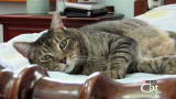 Housecat Housecall: Emory