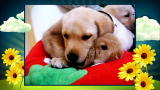 America's Cutest Dog: Cuddle Bunny