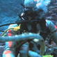 Mutual of Omaha's Wild Kingdom: A Handful of Sea Snakes