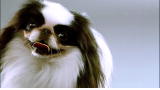 AKC/Eukanuba National Championship: Championship 2010