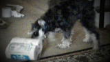 Bad Dog!: George the Toilet Paper Thief