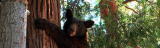play video on Animal Planet