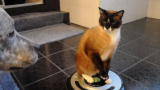 Puppies vs. Babies: Cat Rides Vacuum