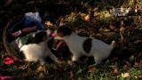 Too Cute!: Jack Russell Play Time