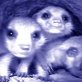 Meerkat Manor: Unwanted Pups