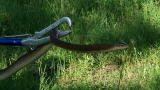 Venom in Vegas: Capturing a Boomslang Snake