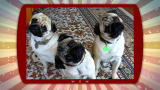 Puppies vs. Babies: Confused Pugs