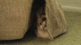 Confessions: Animal Hoarding: Bonus Video: Joy's Story