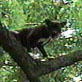 Planet's Funniest Animals: One Tree Heel