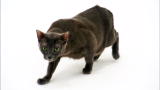 Cats 101: Korat