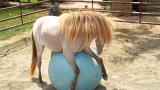 The Daily Treat: Britches Plays Ball