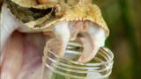 Wild Recon: Gaboon Viper Venom