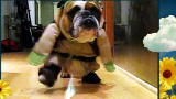 America's Cutest Dog 2010