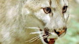 Weird, True & Freaky: Baby Bear vs. Mountain Lion