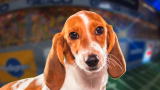 Puppy Bowl IX Player Profiles: Meet Sally