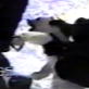 Untamed and Uncut: Polar Bear Cub Rescue