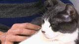 Housecat Housecall: Diet & Exercise