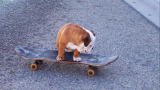 Most Outrageous: Skateboarding Bulldog