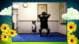 America's Cutest Dog: Border Collie Aerobics