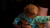 Too Cute! Baby Sloths