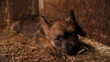 Too Cute!: Cairn Terriers