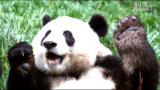 Mutual of Omaha's Wild Kingdom: Pandamonium!