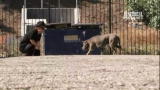 Pit Boss: Project Pit Bull