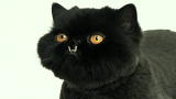 Most Outrageous: Gold Teeth Cat