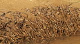 Mutual of Omaha's Wild Kingdom: 500 Gharial Crocodile Babies