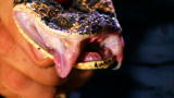 Wild Recon: Puff Adder Venom