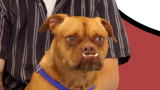 World's Ugliest Dog 2009: Pabst