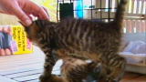 Weird True & Freaky: Kitten With a Parasitic Twin
