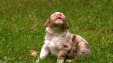 Too Cute!: Aussie Pups' First Venture Outside