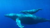 Whale Wars: A Succesful Campaign