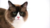 Cats 101: Ragamuffin