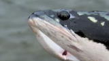 River Monsters: Diving for Snakeheads
