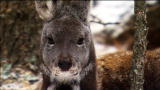 WildRussia: Vampire Deer?
