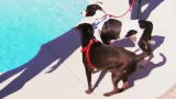Pit Bulls and Parolees: Panda Meets Potential New Sibling and Forever Home