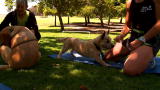 Small Dogs, Big Jobs: Jack: A Personal Training Terrier