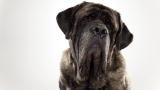 Tibetan Mastiff : Dog Breed Selector : Animal Planet