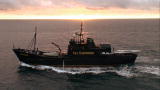Whale Wars: Should I Stay or Should I Go?