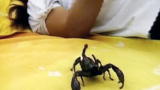 Weird, True & Freaky: Sleeping with Scorpions