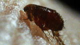 Top 10 Bloodsuckers: The Flea