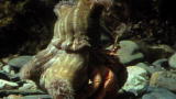 Top 10 Odd Animal Couples: Hermit Crabs Anemone?