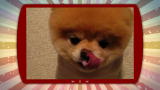 Puppies vs. Babies: Puppy With Poofy Hair Licks Face