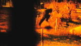 Finding Bigfoot: Sasquatch in My Backyard