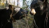 Mutual of Omaha's Wild Kingdom: Bear Mother Finds New Love