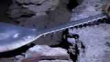 River Monsters: How to Catch a Freshwater Sawfish